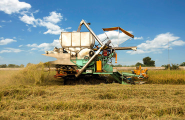 Fototapeta premium Agriculture Industrial harvesting machinery working in rice fiel