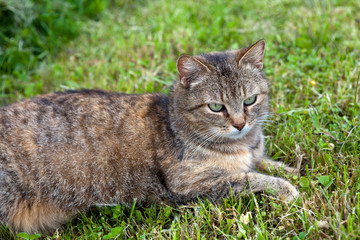 Naklejka na ściany i meble Gray female cat relaxing in the mowed grass