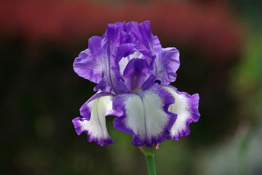 Iris blanc et bleu au printemps au Jardin des Plantes à paris
