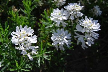 Schleifenblume (Iberis sempervirens)