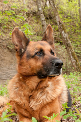 portrait chien berger allemand senior
