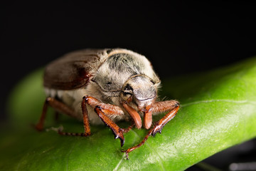 May beetle on a green leaf