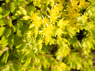 Sedum flowers