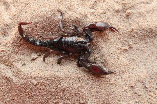 top view Scorpion on the Sand