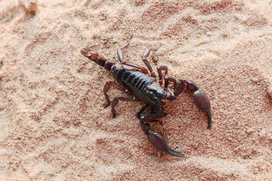 top view Scorpion on the Sand