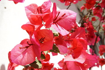 sunshining bougainvillea