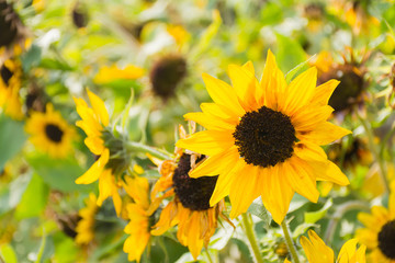 Beautiful flower of a sunflower