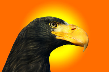 Steller's sea eagle, Haliaeetus pelagicus,portrait against a sunset colored background
