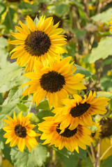Beautiful flowers of a sunflower