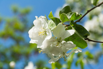 flowers blooming apple tree