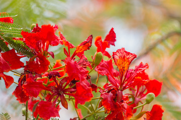 close up red Royal Poinciana, Flam-boyant, The Flame Tree