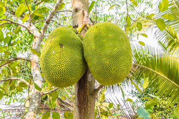 Jackfruit in orchard