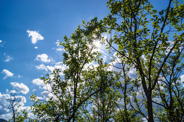 Sonnenstrahlen im Frühling