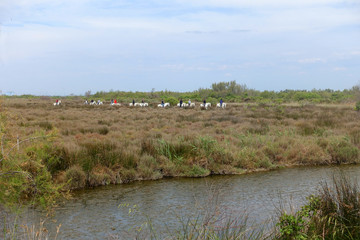 Fototapeta premium Randonnée en camargue