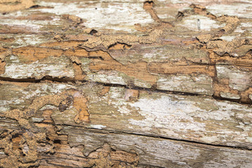Damage wooden eaten by Termite in traditional thai house
