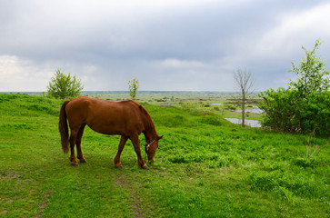 Peasant bay horse is grazed in green meadow