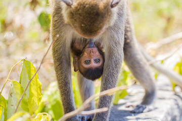 Cute monkeys A cute monkey lives in a natural forest of Thailand