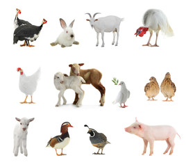 livestock on a white background