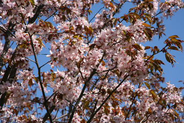 Flowering Japanese cherry blossoms