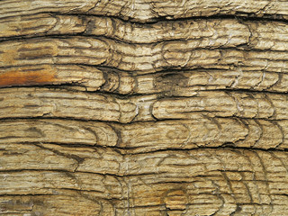 Old oak wood from Wendland, Germany, Europe