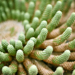 Cactus background with copy space and selective focus. Desert plant in the sunlight, macro shot.