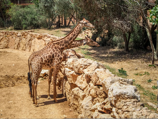 Naklejka premium Giraffes, Jerusalem Biblical Zoo in Israel
