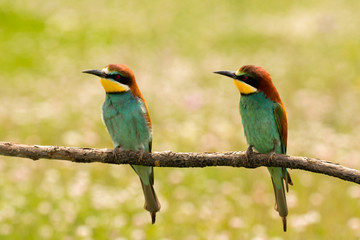 Pair of bee-eaters