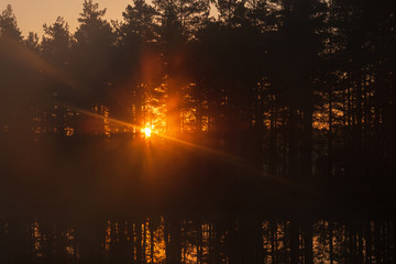 Sunrise  through the forest