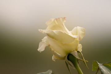 beautiful white rose