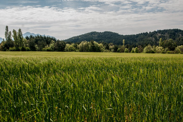 champs de bl&eacute; dans les Hautes Alpes - France