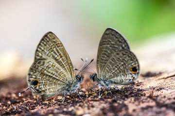 cute butterfly on nature background