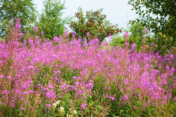 Naklejka premium Blooming Fireweed