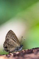 cute butterfly on nature background