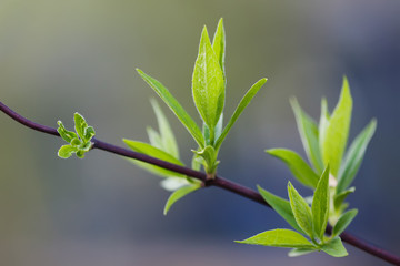 Spring time concept. Plant with green leaves. soft background. macro view, shallow depth of field