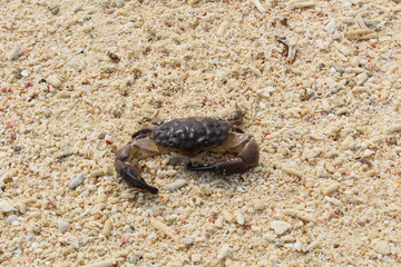 Crab on the beach at Bamboo island,Thailand.