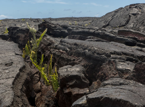 Lava Field on Big Island of Hawaii