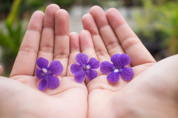 Obraz na płótnie Canvas purple flowers on hand of the girl