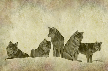 Hand painted illustration of a pack of wolves on rustic parchment background © Nikki Zalewski