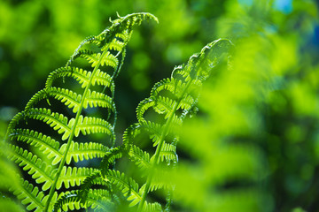 Spring bright green fern