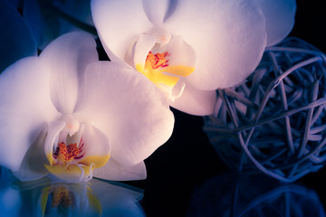 Orchidee © Silvano Rebai