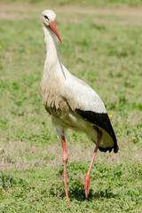 White stork (Ciconia ciconia), Italy