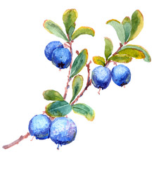 Watercolor illustration of Blueberry. A branch with leaves and berries. Isolated on white background.