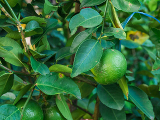 Lime tree with fruits