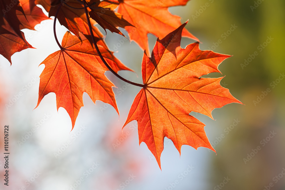 Canvas Prints red maple leaves, floral design element. contrast colors concept. shallow depth of field, soft focus