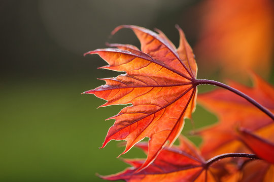 Red maple leaf pattern macro view. Contrast colors concept. shallow depth of field, soft focus