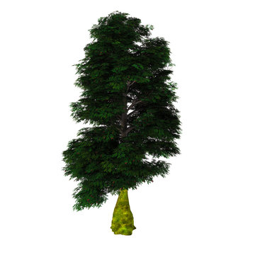 Antarctic Beech Tree - Nothofagus antarctica is a deciduous tree or shrub native to southern Chile and Argentina where it grows mainly in the diminishing temperate rainforest.