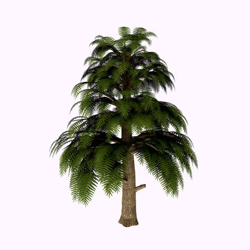 Archaeopteris Tree -Archaeopteris is one of Earth&rsquo;s earliest trees, if not the earliest. Like all Devonian vegetation, it used to grow close to waters.