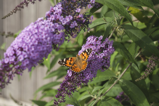 american lady butterfly on a buddleja bush