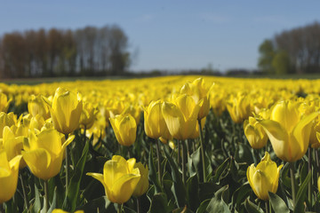 Obraz premium yellow tulips field 