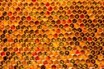 closeup of bees on honeycomb in apiary